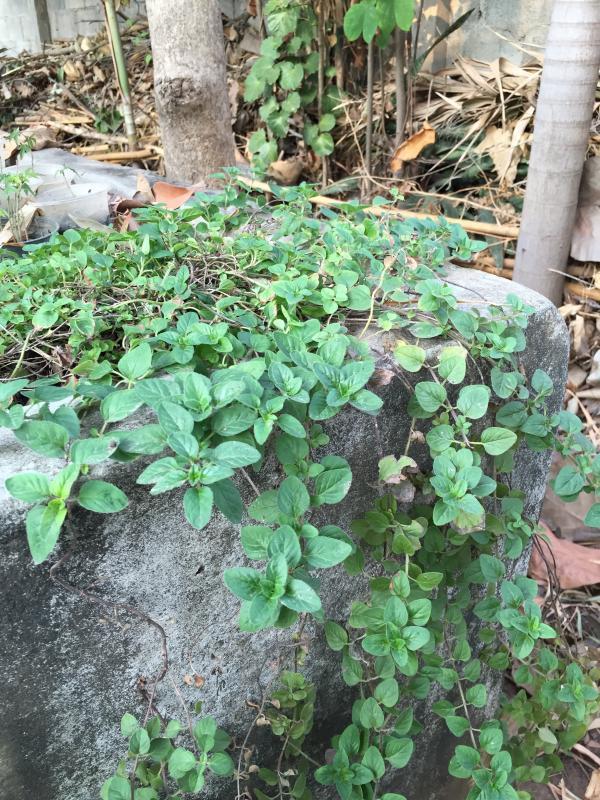 post-14625-0-41678200-1455716277_thumb.j