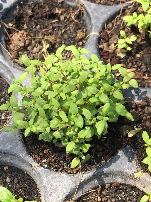 post-14625-0-52213400-1456292752_thumb.j