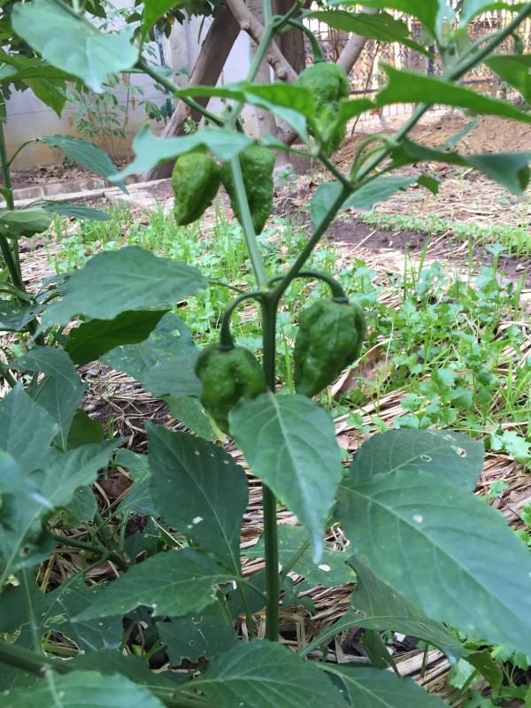 post-14625-0-53269000-1455716220_thumb.j