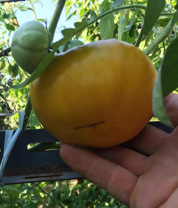 post-14625-0-62730400-1455716408_thumb.j