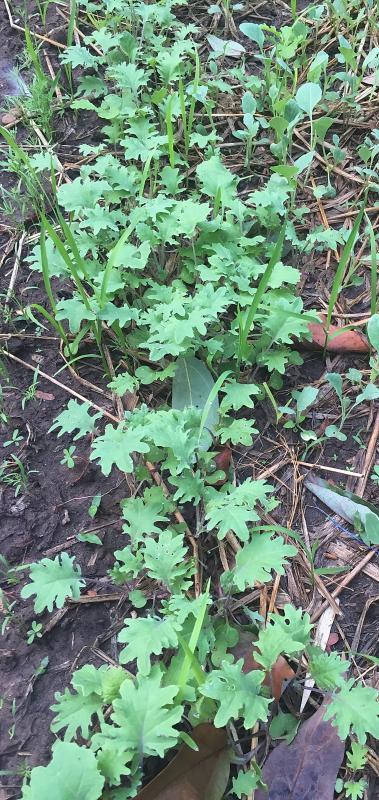 post-14625-0-80048400-1456292735_thumb.j