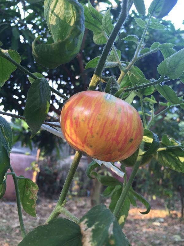 post-14625-0-85147300-1455716395_thumb.j