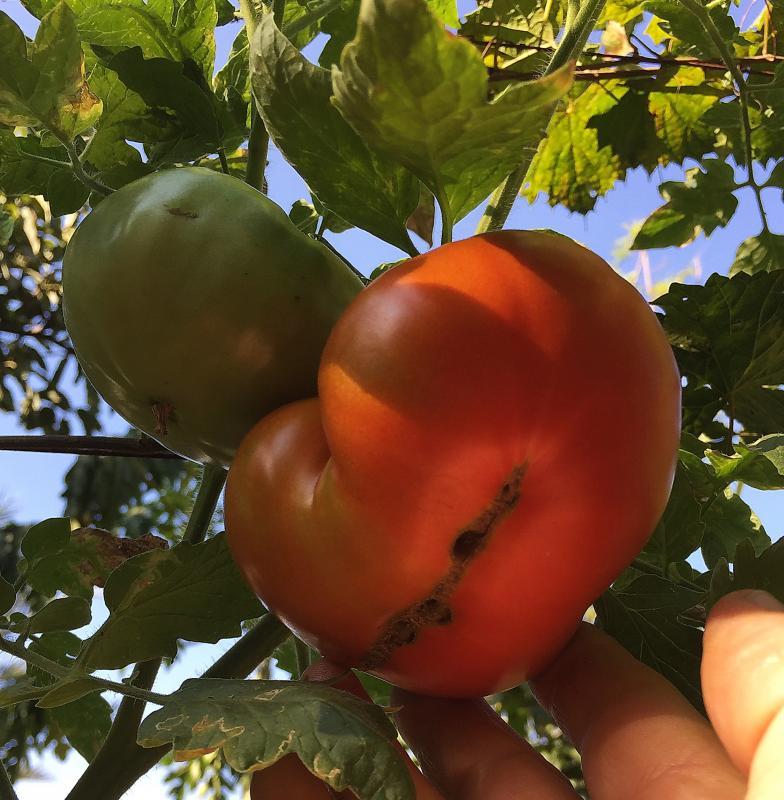 post-14625-0-92893800-1455716424_thumb.j