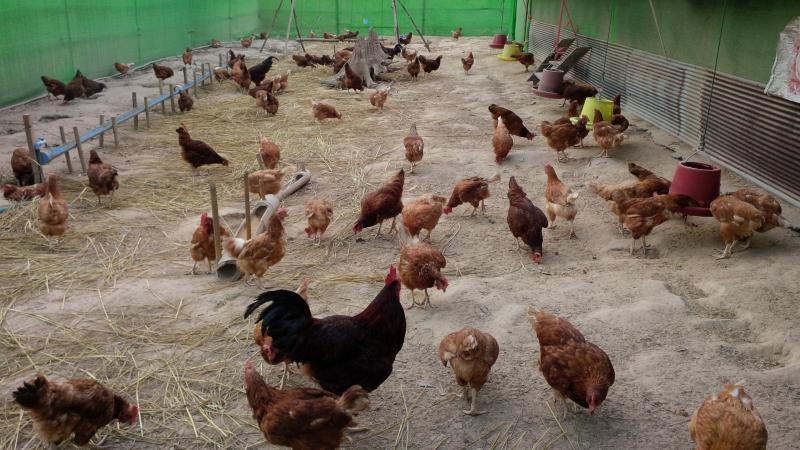 post-175342-0-08296300-1454292246_thumb.