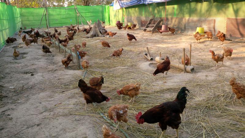 post-175342-0-65157300-1454292217_thumb.