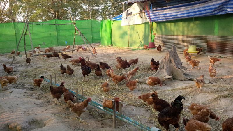 post-175342-0-78387100-1454292167_thumb.