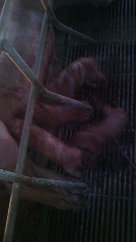 post-44389-0-22412800-1455593390_thumb.j