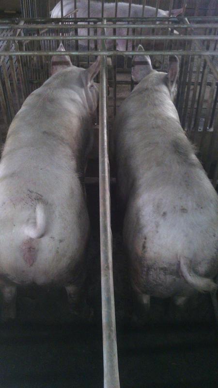 post-44389-0-31289600-1455592467_thumb.j