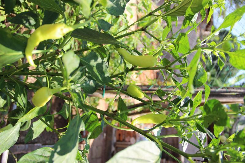 post-45719-0-06713200-1454744885_thumb.j