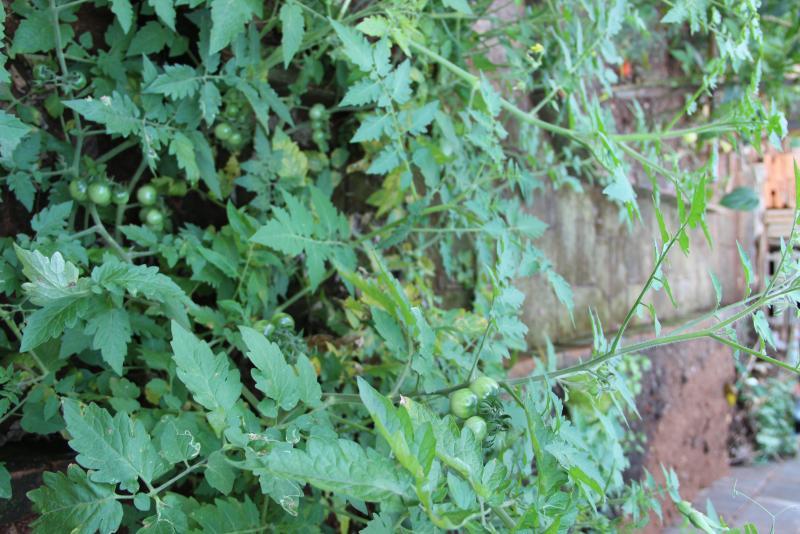 post-45719-0-18475700-1454744141_thumb.j