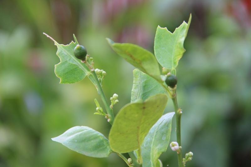 post-45719-0-26139700-1454744419_thumb.j