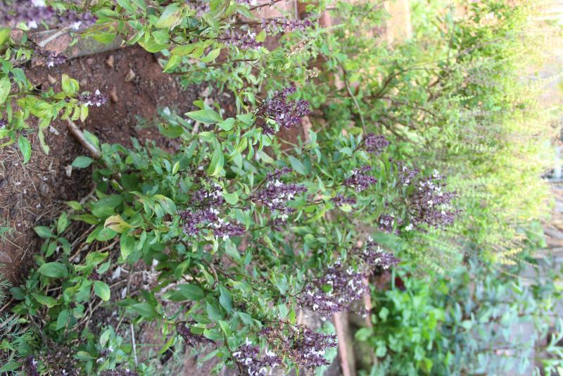 post-45719-0-35010300-1454743926_thumb.j