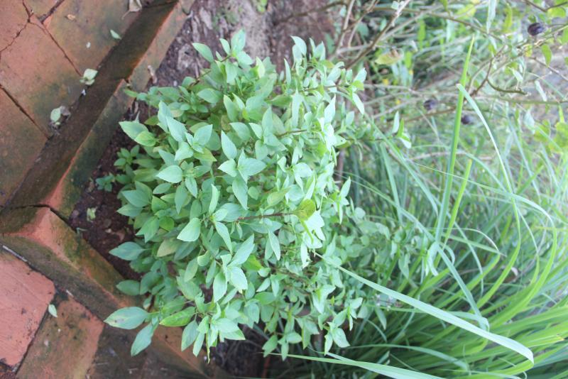 post-45719-0-57398400-1454743791_thumb.j