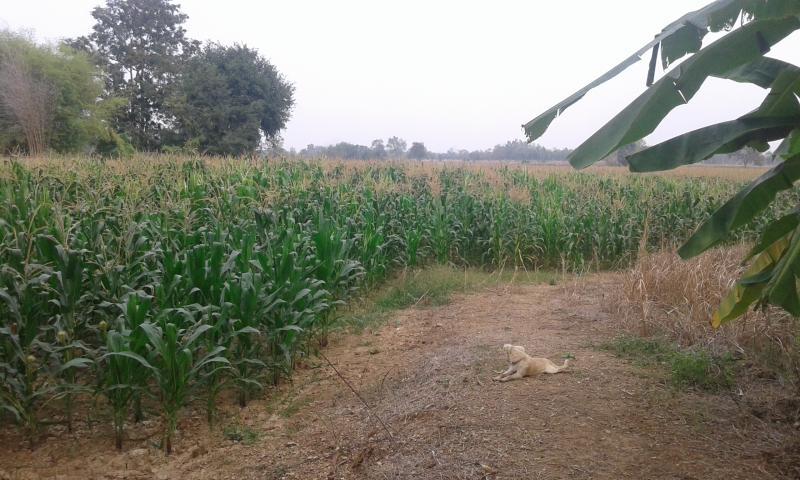 post-63954-0-86858200-1456368459_thumb.j