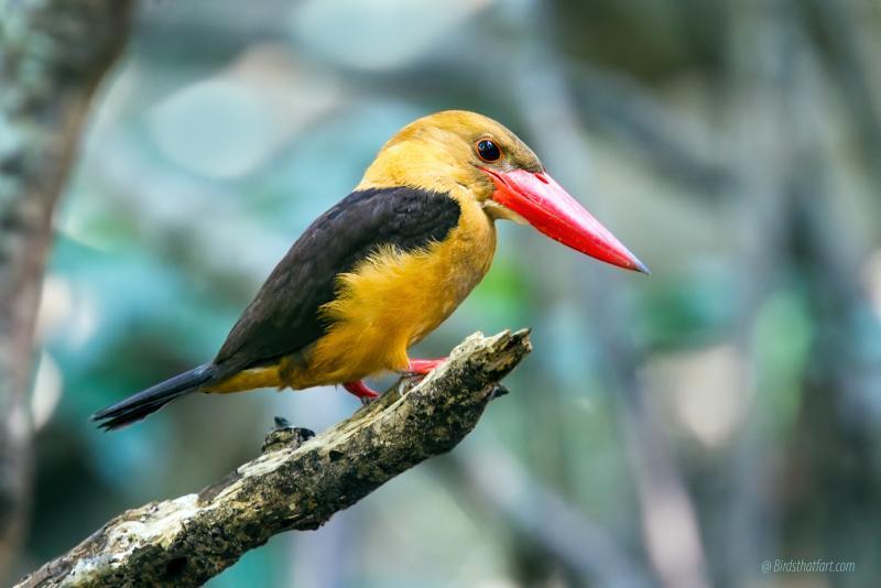 post-77574-0-01580600-1455112320_thumb.j