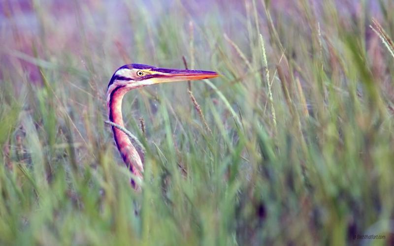 post-77574-0-18174500-1454680258_thumb.j