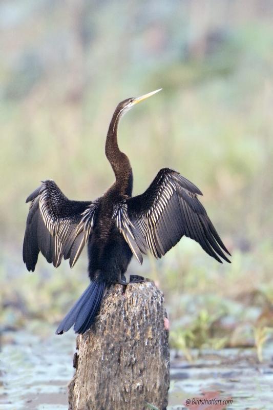 post-77574-0-18707300-1454680103_thumb.j