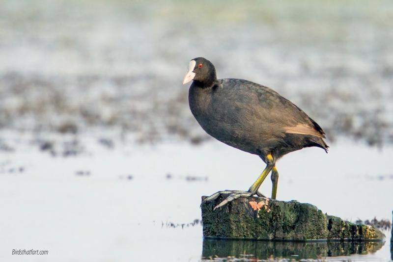 post-77574-0-41316500-1454680363_thumb.j