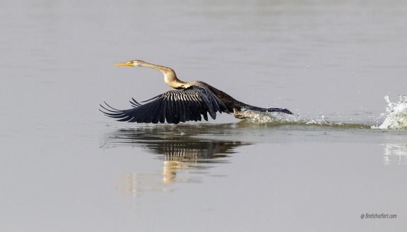 post-77574-0-49976900-1454680226_thumb.j