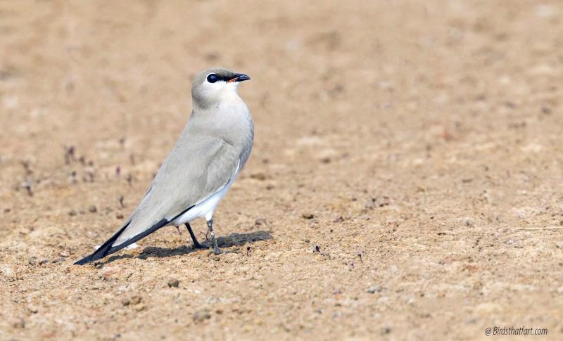 post-77574-0-55529600-1454680319_thumb.j