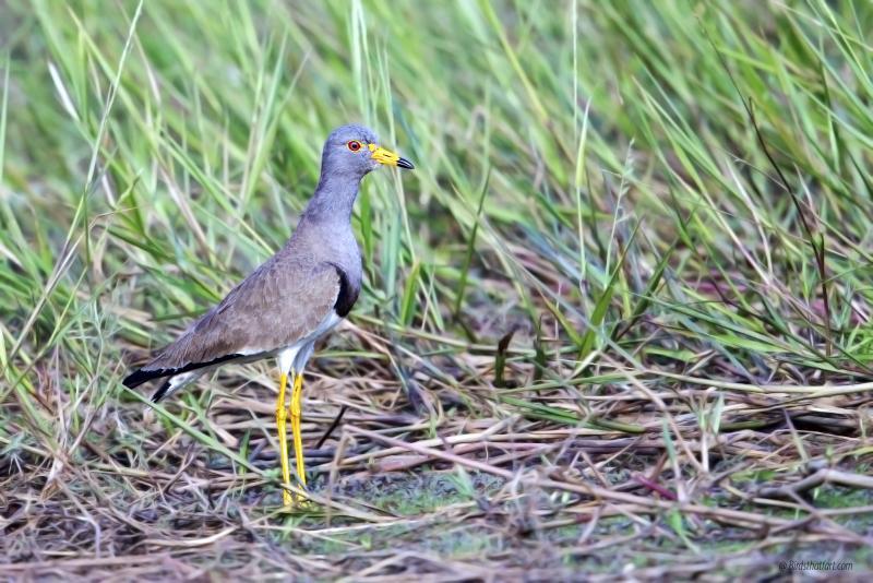 post-77574-0-61448100-1454680197_thumb.j