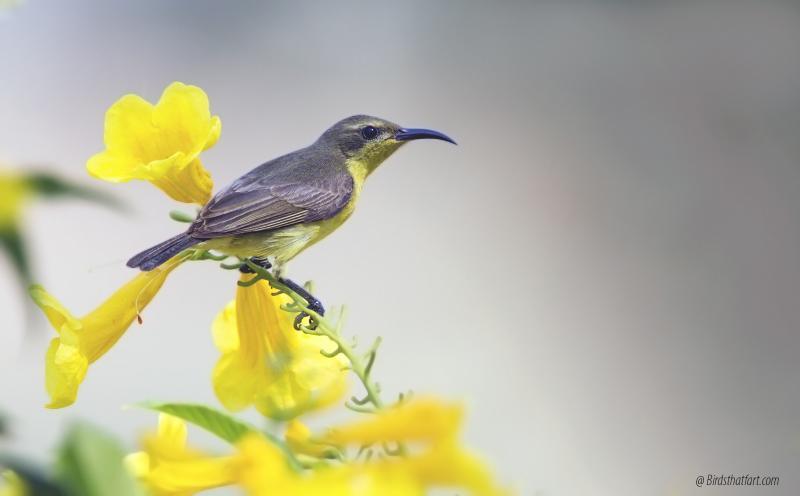 post-77574-0-83094300-1454680019_thumb.j