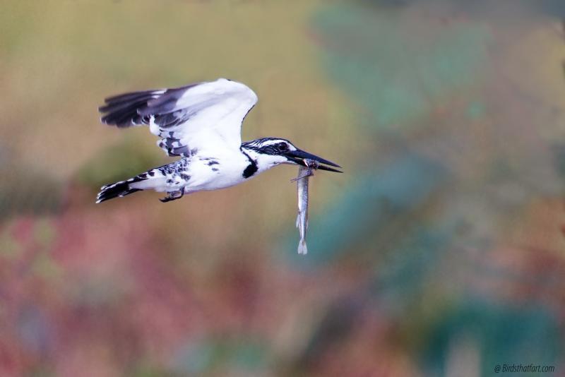 post-77574-0-97017900-1454680522_thumb.j