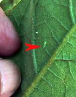 post-37179-1173769860_thumb.jpg