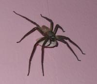 post-118262-0-64954300-1301194772_thumb.