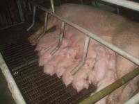 post-126208-0-37698400-1300473385_thumb.