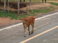 post-126208-0-41131300-1300569101_thumb.