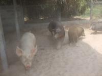 post-126208-0-41174100-1300307882_thumb.