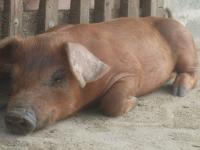 post-126208-0-95584300-1300824365_thumb.