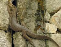 post-18822-0-50346100-1298987376_thumb.j