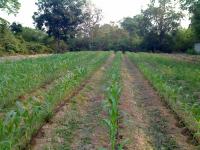 post-37242-0-71512500-1300110736_thumb.j