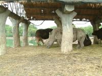 post-42592-0-33513400-1300106297_thumb.j