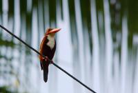 post-58494-0-17405400-1298991344_thumb.j