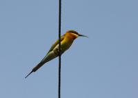 post-58494-0-96249900-1298991456_thumb.j