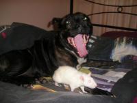 post-147205-0-12791500-1332069243_thumb.