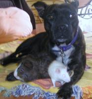 post-147205-0-87144700-1332069216_thumb.