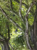 post-62520-0-13505500-1331452455_thumb.j