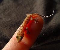 post-7384-0-32325700-1333088580_thumb.jp