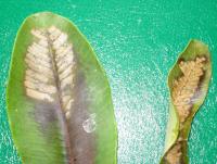 post-89478-0-30848400-1332148216_thumb.j