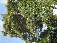 post-89478-0-43795900-1332148161_thumb.j