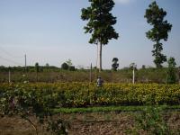 post-126208-0-20202200-1363370703_thumb.