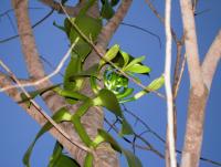 post-14625-0-44321000-1363596020_thumb.j