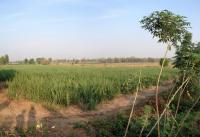 post-14625-0-54061800-1364207970_thumb.j