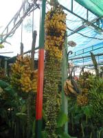 post-37242-0-24651200-1364483857_thumb.j