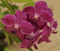 Orchid P3074513 edit &amp; re-sized Smaller.jpg