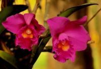 Orchid P3154549 edit &amp; re-sized Smaller.jpg